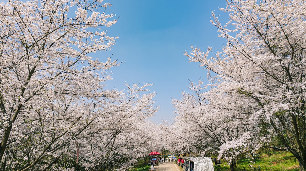 平坝樱花 平坝樱花